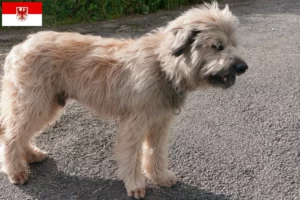 Read more about the article Brandenburg’da Gos d’Atura Catalá yetiştiricileri ve köpek yavruları