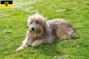 Read more about the article Baden-Württemberg’de Gos d’Atura Catalá yetiştiricileri ve köpek yavruları