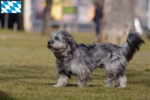Read more about the article Bavyera’da Gos d’Atura Catalá yetiştiricileri ve köpek yavruları
