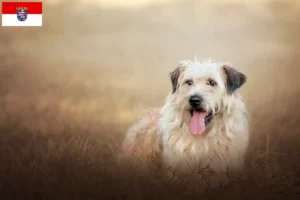 Read more about the article Hessen’de Gos d’Atura Catalá yetiştiricileri ve köpek yavruları