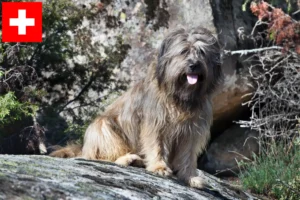 Read more about the article İsviçre’deki Gos d’Atura Catalá yetiştiricileri ve köpek yavruları