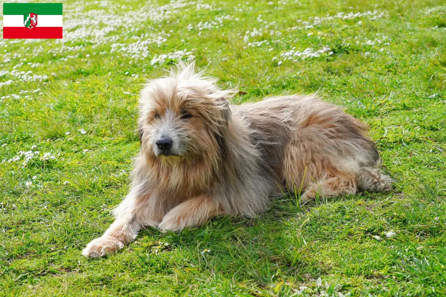 Read more about the article Kuzey Ren-Vestfalya’da Gos d’Atura Catalá yetiştiricileri ve köpek yavruları
