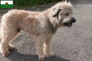 Read more about the article Saksonya’da Gos d’Atura Catalá yetiştiricileri ve köpek yavruları