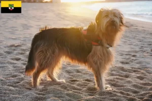 Read more about the article Saksonya-Anhalt’da Gos d’Atura Catalá yetiştiricileri ve köpek yavruları