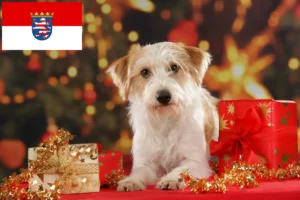 Read more about the article Hessen’de Kromfohrländer yetiştiricileri ve köpek yavruları
