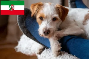 Read more about the article Kuzey Ren-Vestfalya’da Kromfohrländer yetiştiricileri ve köpek yavruları