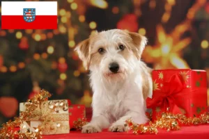 Read more about the article Thüringen’de Kromfohrländer yetiştiricileri ve köpek yavruları