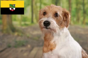 Read more about the article Saksonya-Anhalt’da Kromfohrländer yetiştiricileri ve köpek yavruları
