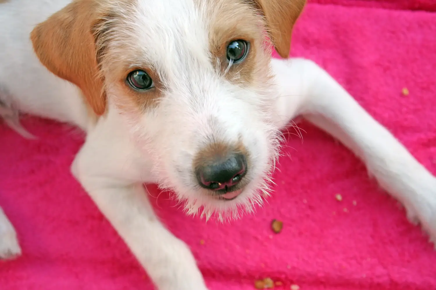 Bir Kromfohrländer yavrusu satın almak sorumluluk almak demektir! Kromfohrländer yavru köpekleri satın alın.