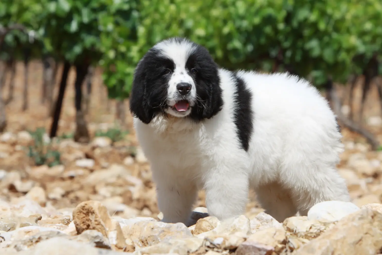Bir Landseer yavrusu satın almak sorumluluk almak demektir! Landseer yavru köpekleri satın alın.