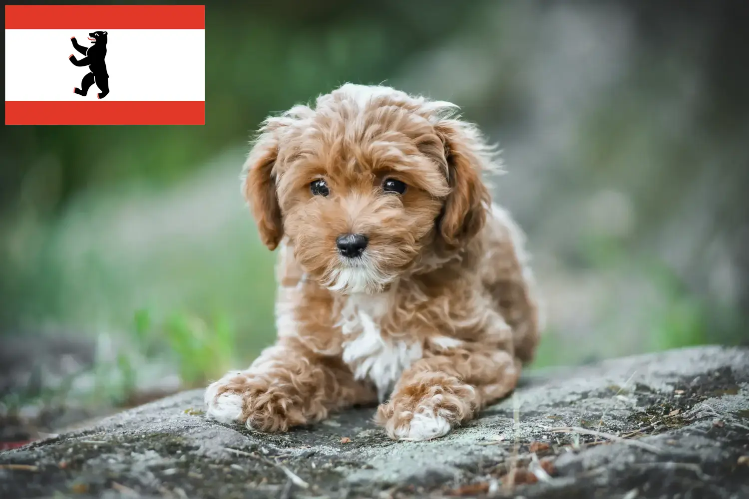 Read more about the article Berlin’de Maltipoo yetiştiricileri ve köpek yavruları