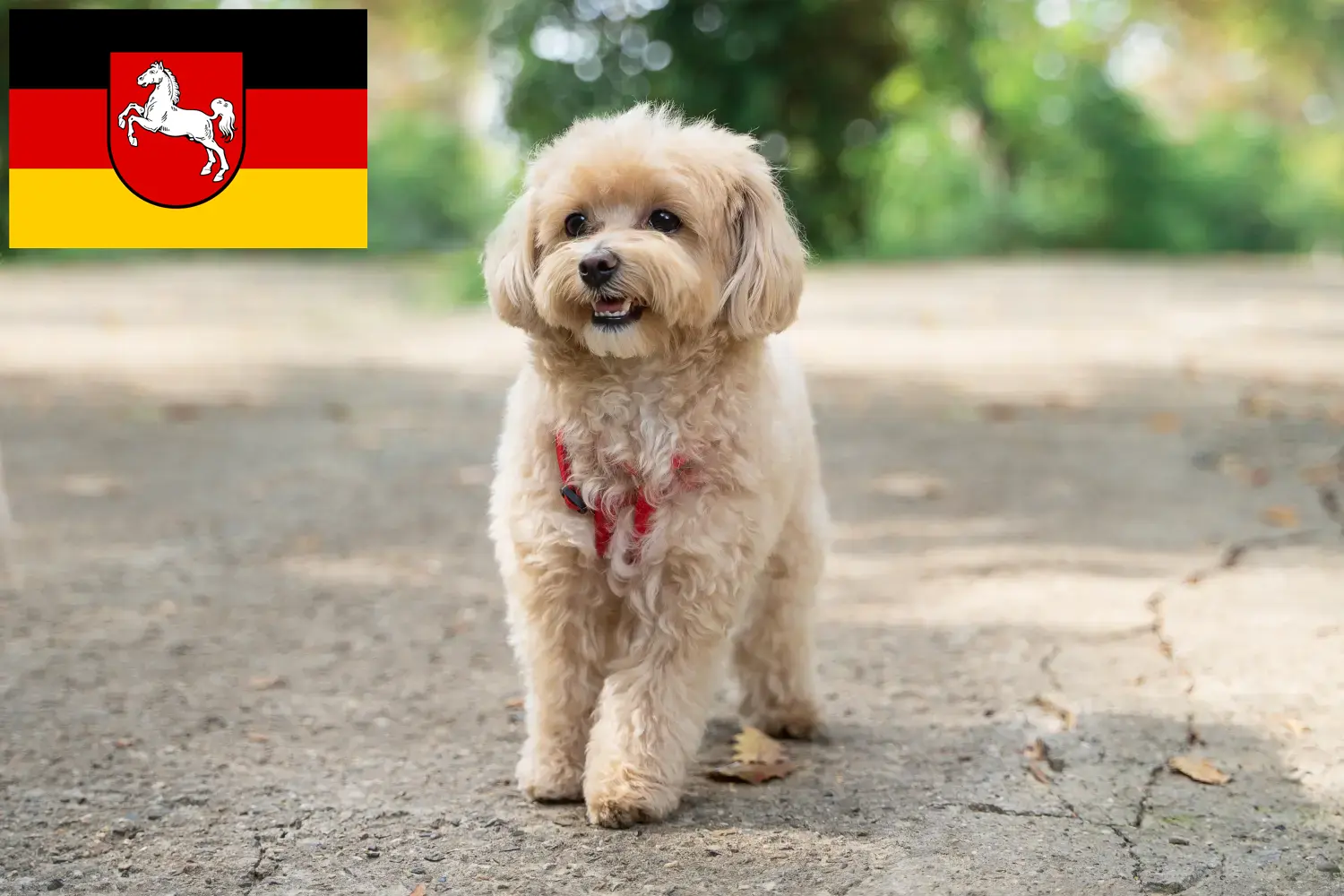 Read more about the article Aşağı Saksonya’da Maltipoo yetiştiricileri ve köpek yavruları