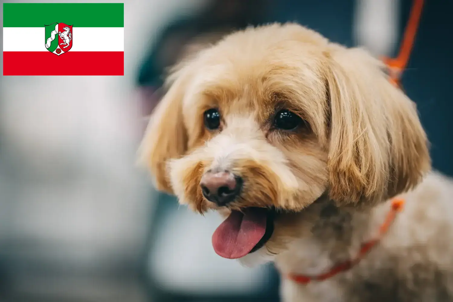 Maltipoo yavruları ve yetiştiricileri Kuzey Ren-Vestfalya Burada Kuzey Ren-Vestfalya'daki Maltipo yetiştiricilerini bulabilirsiniz.
