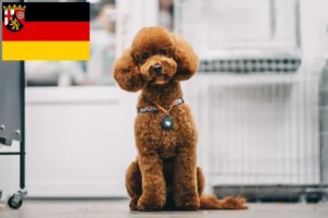Read more about the article Rheinland-Pfalz’da Maltipoo yetiştiricileri ve köpek yavruları