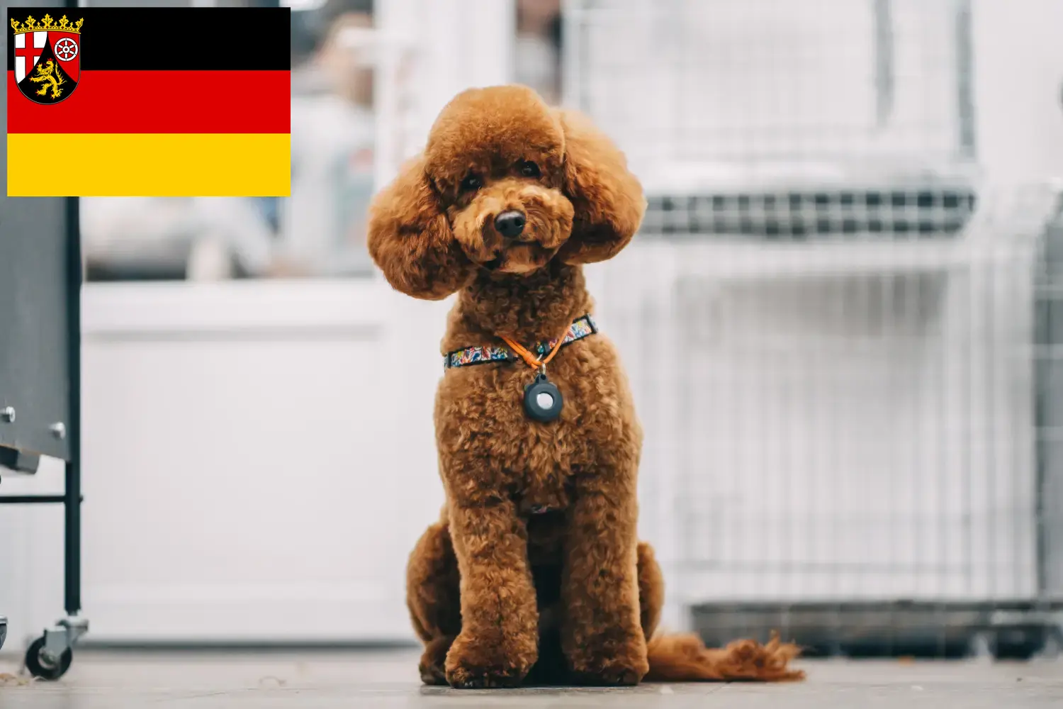 Read more about the article Rheinland-Pfalz’da Maltipoo yetiştiricileri ve köpek yavruları