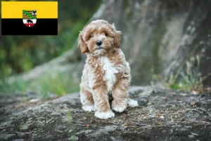 Read more about the article Saxony-Anhalt’da Maltipoo yetiştiricileri ve köpek yavruları