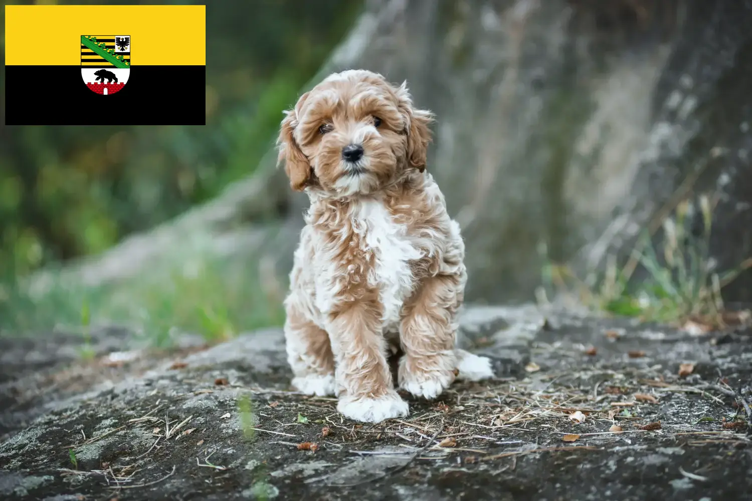 Read more about the article Saxony-Anhalt’da Maltipoo yetiştiricileri ve köpek yavruları