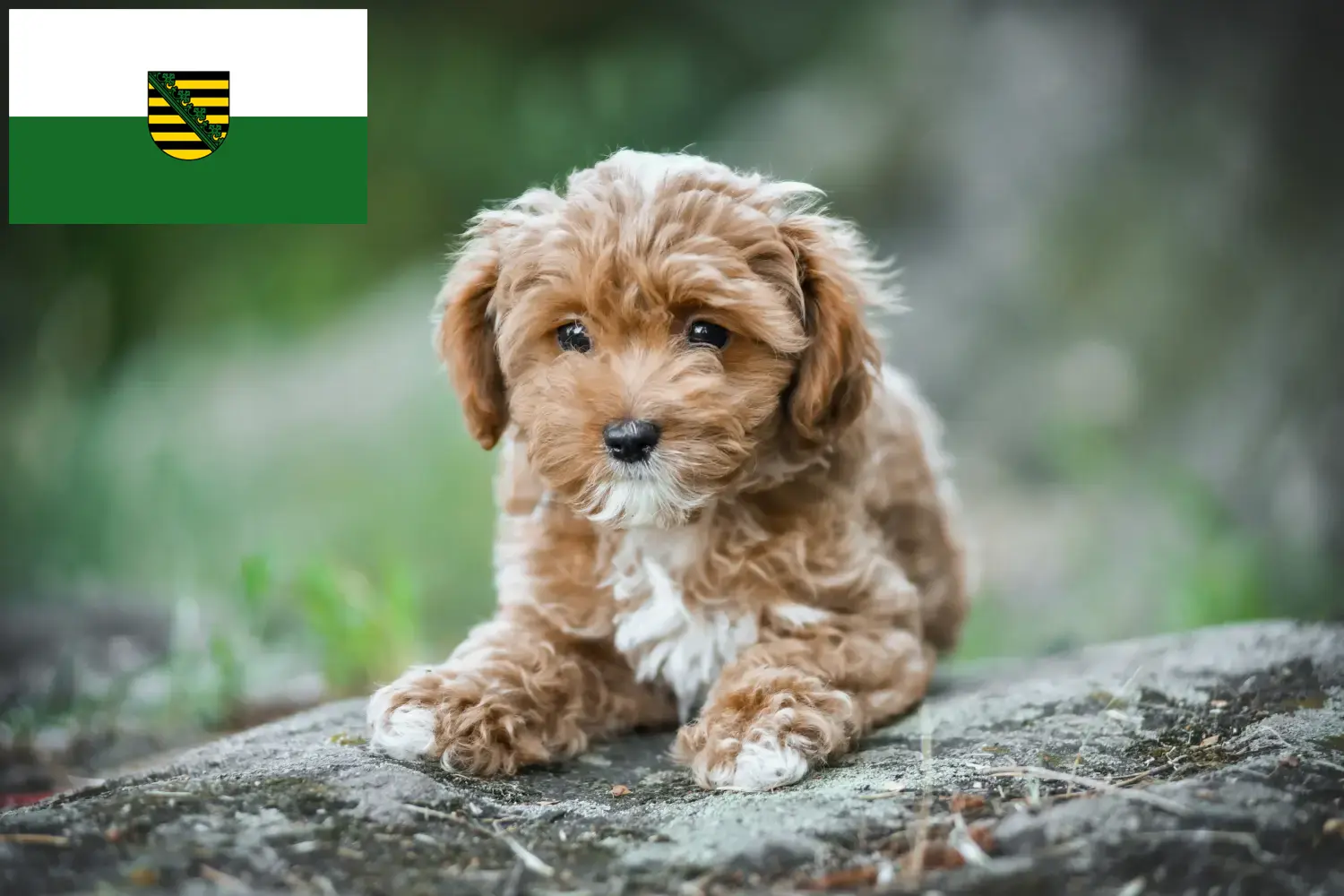 Read more about the article Saksonya’da Maltipoo yetiştiricileri ve köpek yavruları