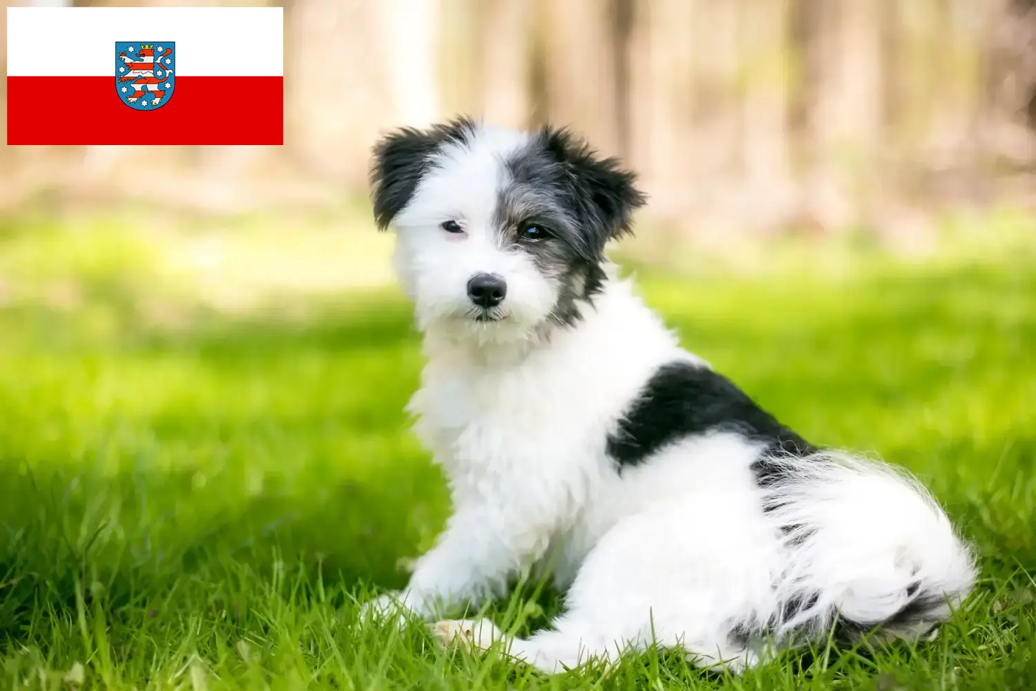 Read more about the article Thüringen’deki Maltipoo yetiştiricileri ve köpek yavruları