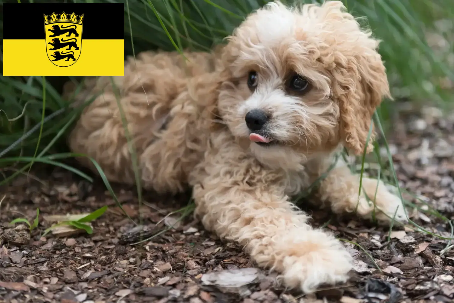Read more about the article Baden-Württemberg’de Maltipoo yetiştiricileri ve köpek yavruları