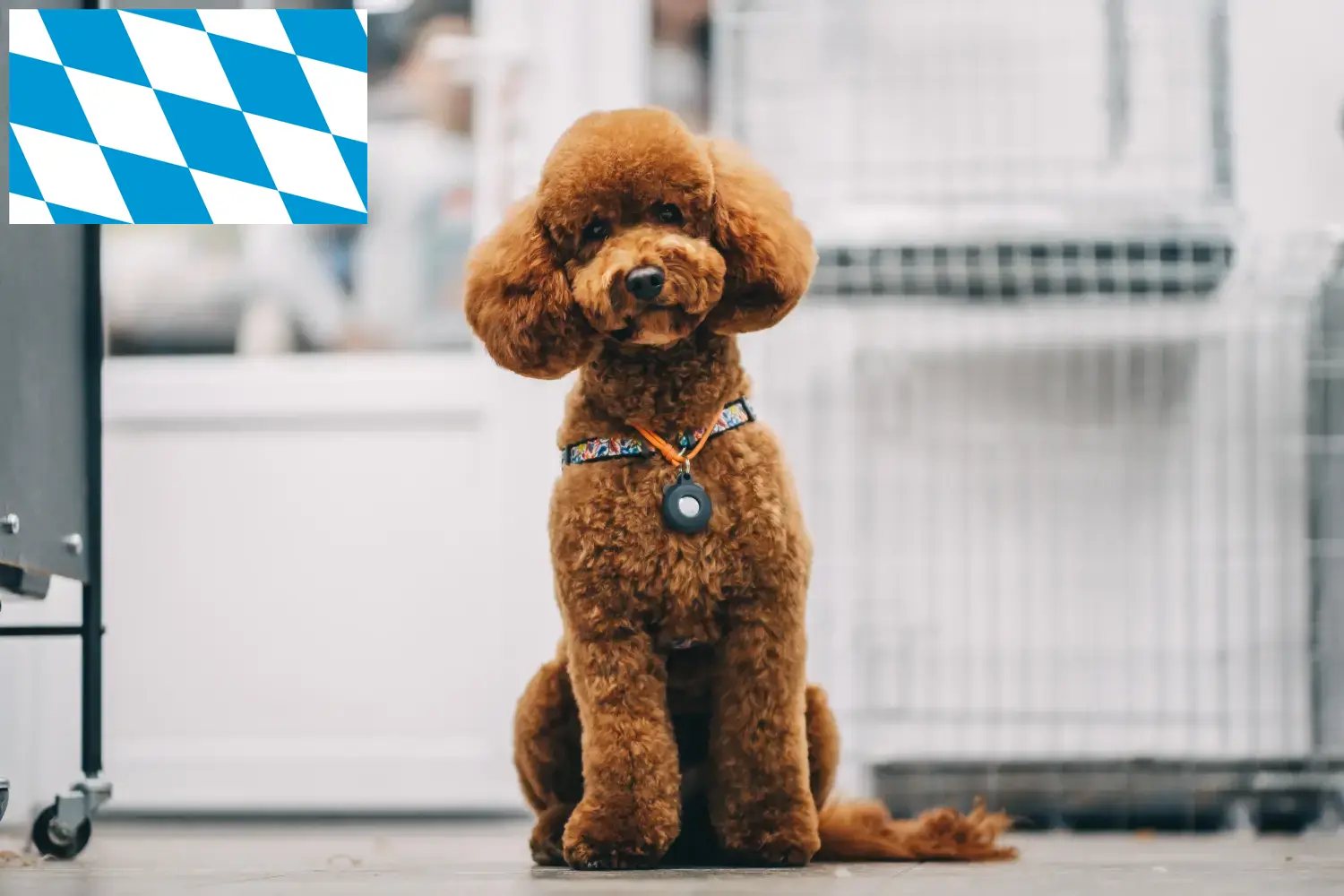 Read more about the article Bavyera’da Maltipoo yetiştiricileri ve köpek yavruları