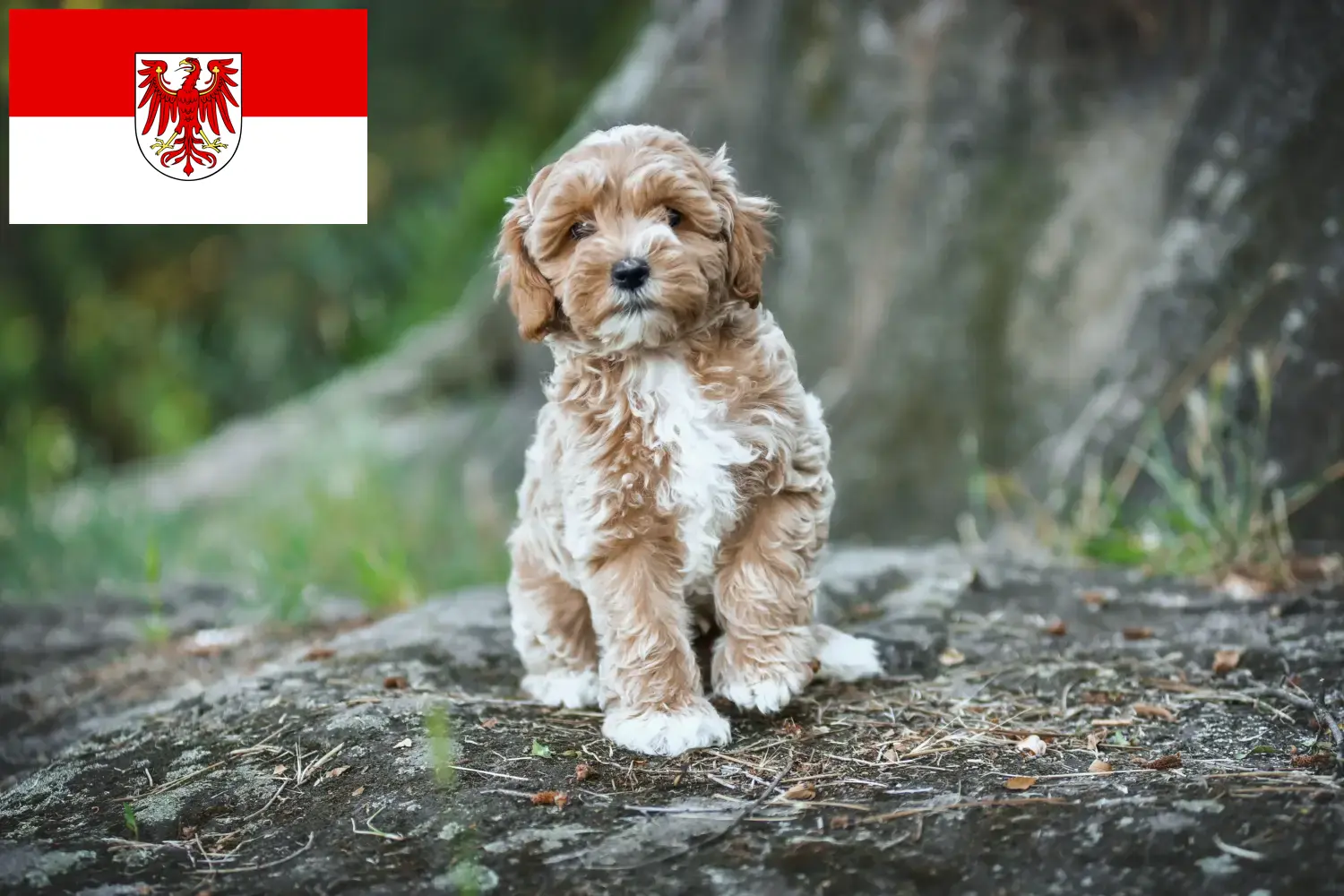 Read more about the article Brandenburg’da Maltipoo yetiştiricileri ve köpek yavruları