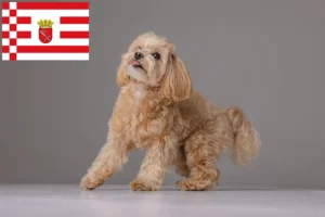 Read more about the article Bremen’de Maltipoo yetiştiricileri ve köpek yavruları