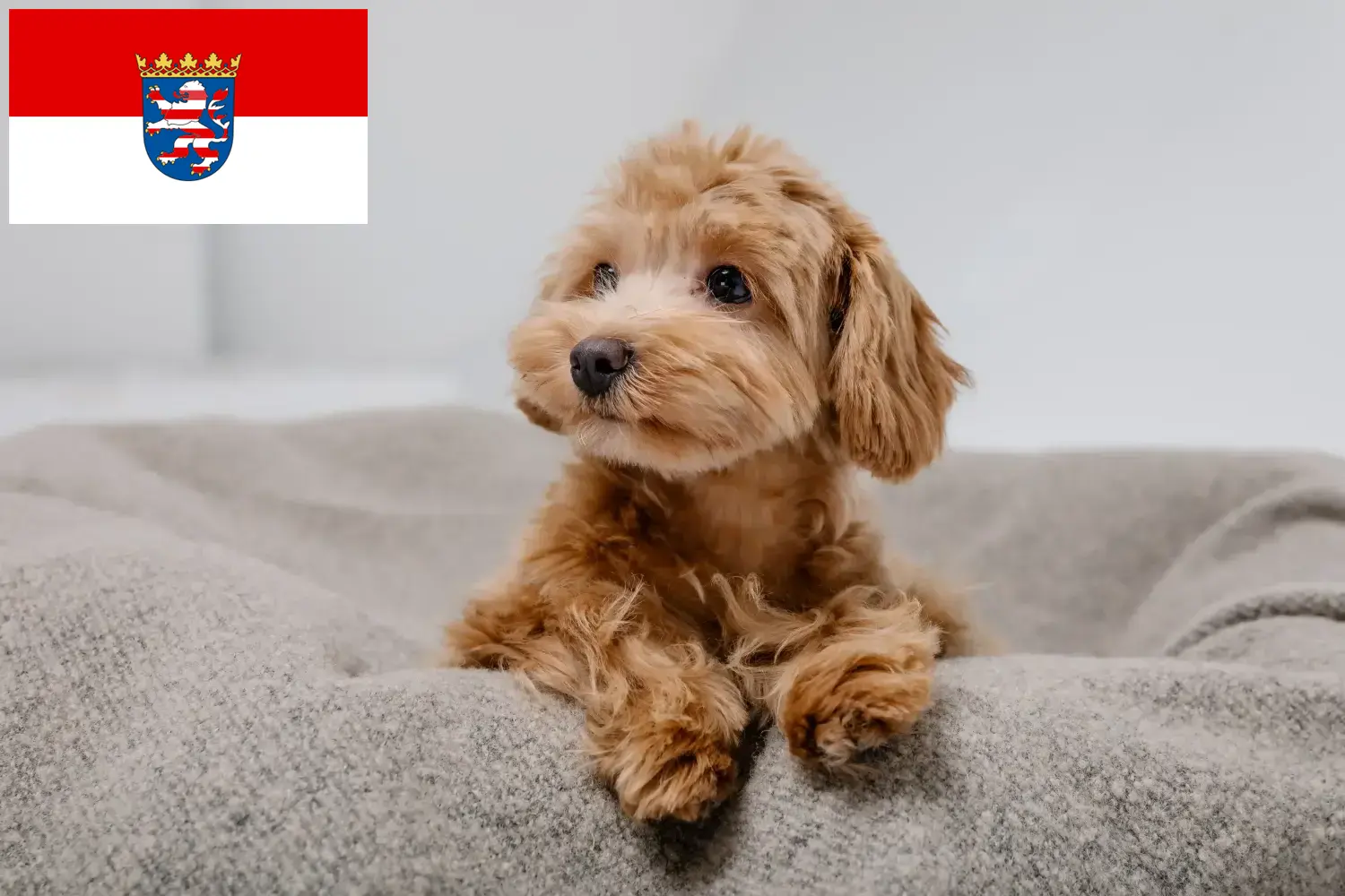 Read more about the article Hessen’deki Maltipoo yetiştiricileri ve köpek yavruları