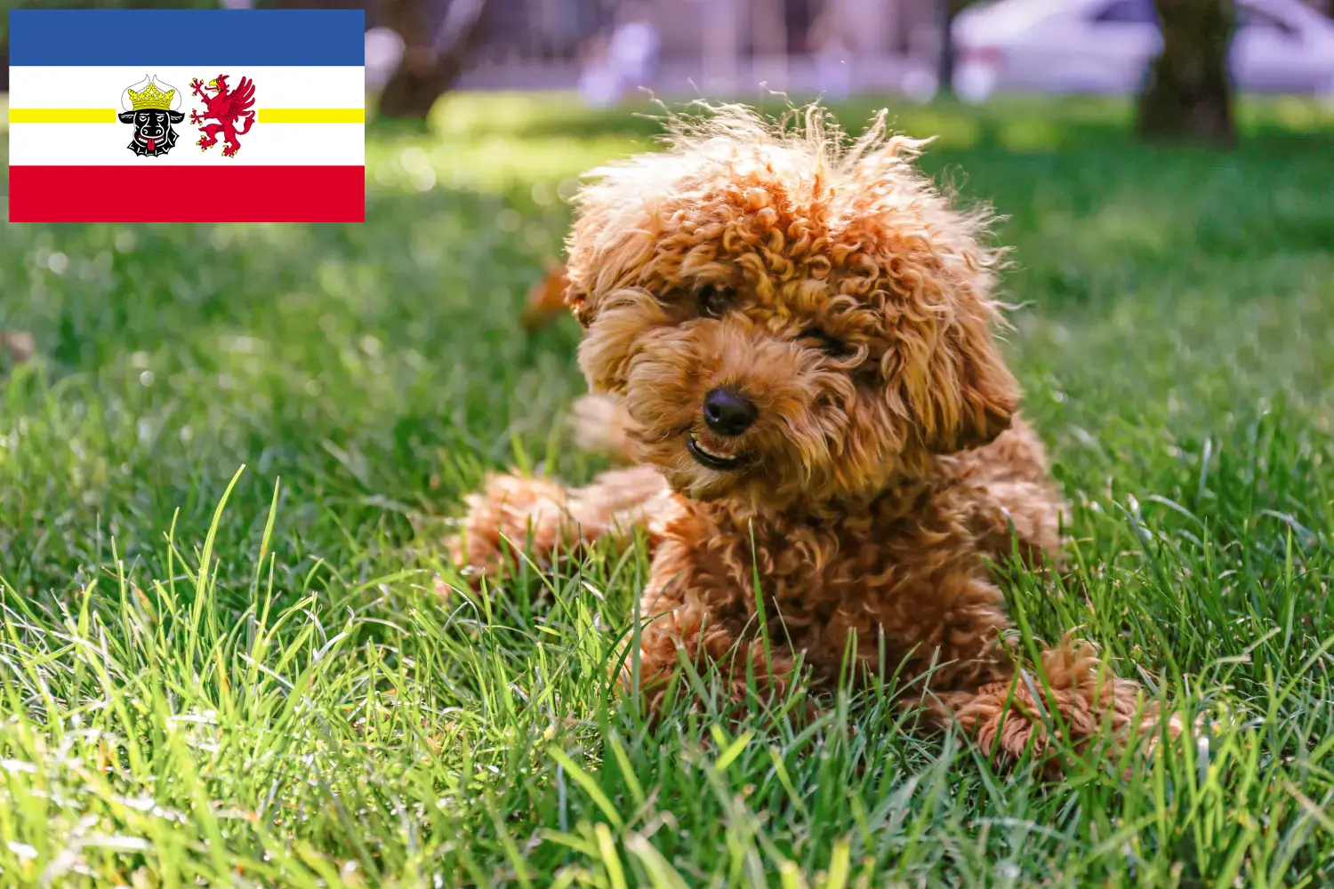 Read more about the article Mecklenburg-Vorpommern’de Maltipoo yetiştiricileri ve köpek yavruları