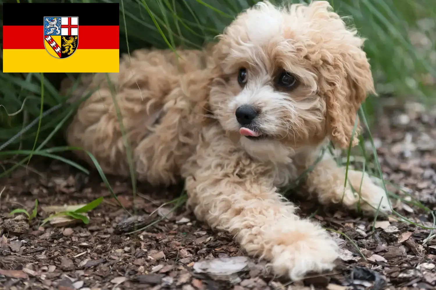 Read more about the article Saarland’da Maltipoo yetiştiricileri ve köpek yavruları