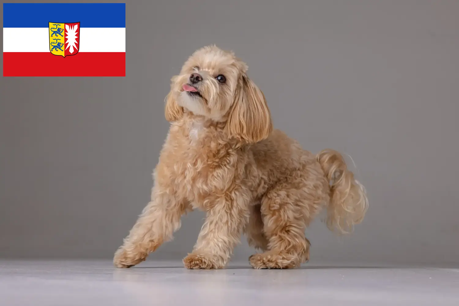 Read more about the article Schleswig-Holstein’da Maltipoo yetiştiricileri ve köpek yavruları
