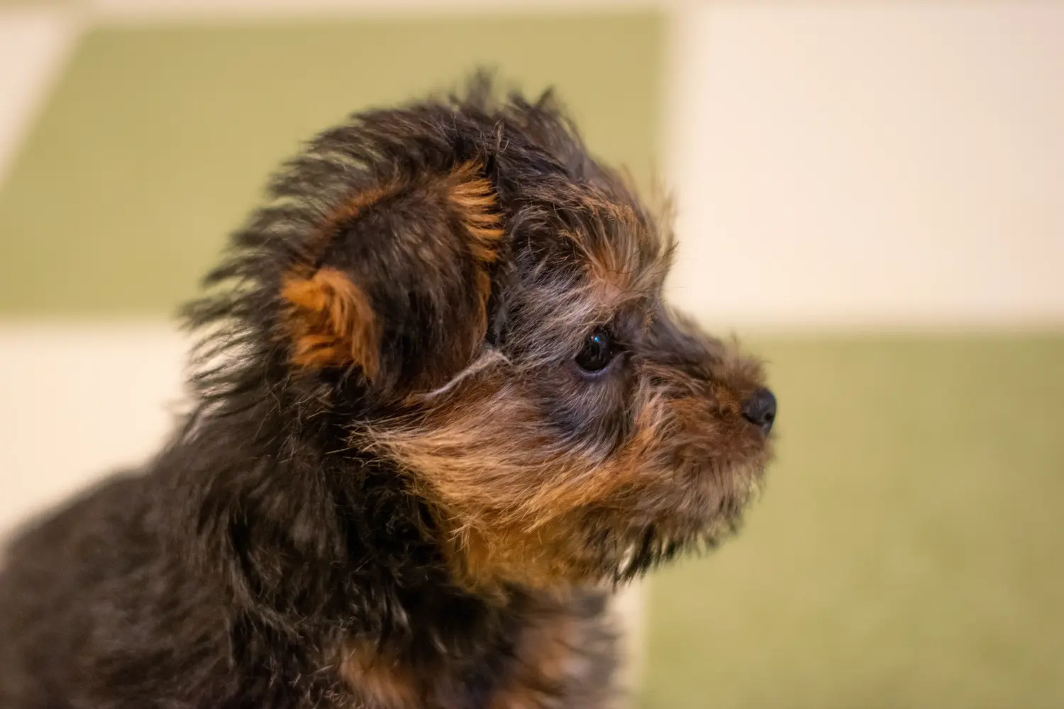 Bir Norfolk Terrier yavrusu satın almak sorumluluk almak demektir! Norfolk Terrier yavruları satın alın.