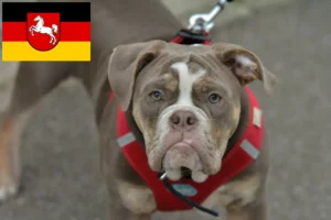 Read more about the article Aşağı Saksonya’da Olde English Bulldog yetiştiricileri ve köpek yavruları
