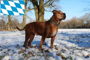 Read more about the article Bavyera’da Olde English Bulldog yetiştiricileri ve köpek yavruları