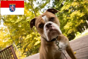 Read more about the article Hessen’de Olde English Bulldog yetiştiricileri ve köpek yavruları