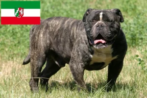 Read more about the article Kuzey Ren-Vestfalya’da Olde English Bulldog yetiştiricileri ve köpek yavruları