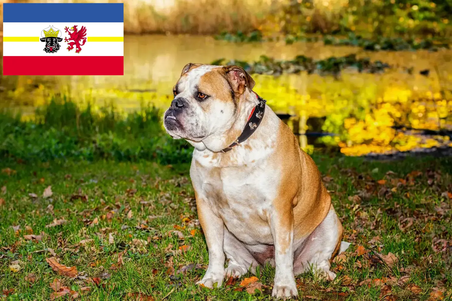 Read more about the article Mecklenburg-Vorpommern’de Olde English Bulldog yetiştiricileri ve köpek yavruları