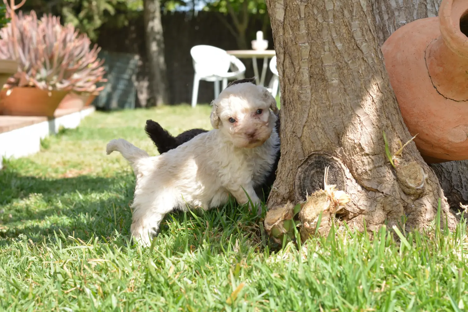 Bir Perro de Agua Español yavru köpek satın almak sorumluluk almak demektir! Perro de Agua Español yavru köpek satın alın.