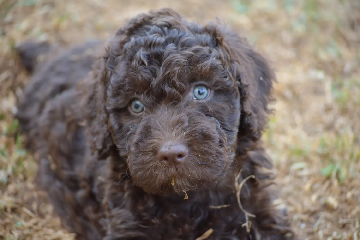 Bir Perro de Agua Español yavru köpek satın almak sorumluluk almak demektir! Perro de Agua Español yavru köpek satın alın.