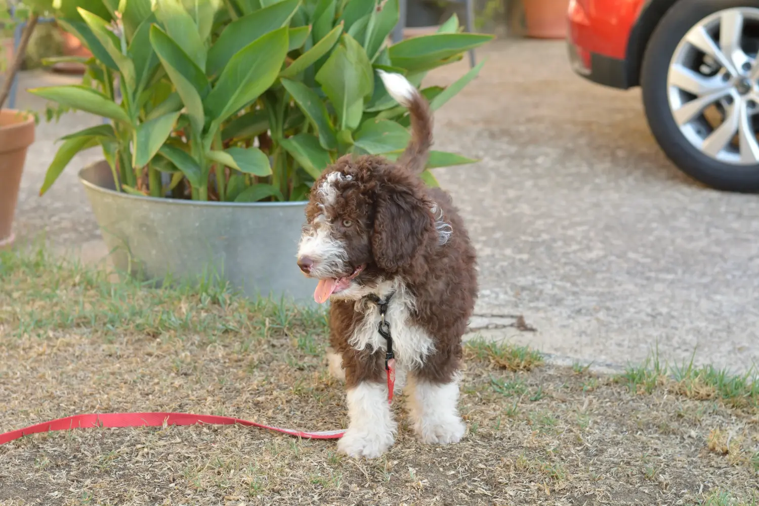 Bir Perro de Agua Español yavru köpek satın almak sorumluluk almak demektir! Perro de Agua Español yavru köpek satın alın.