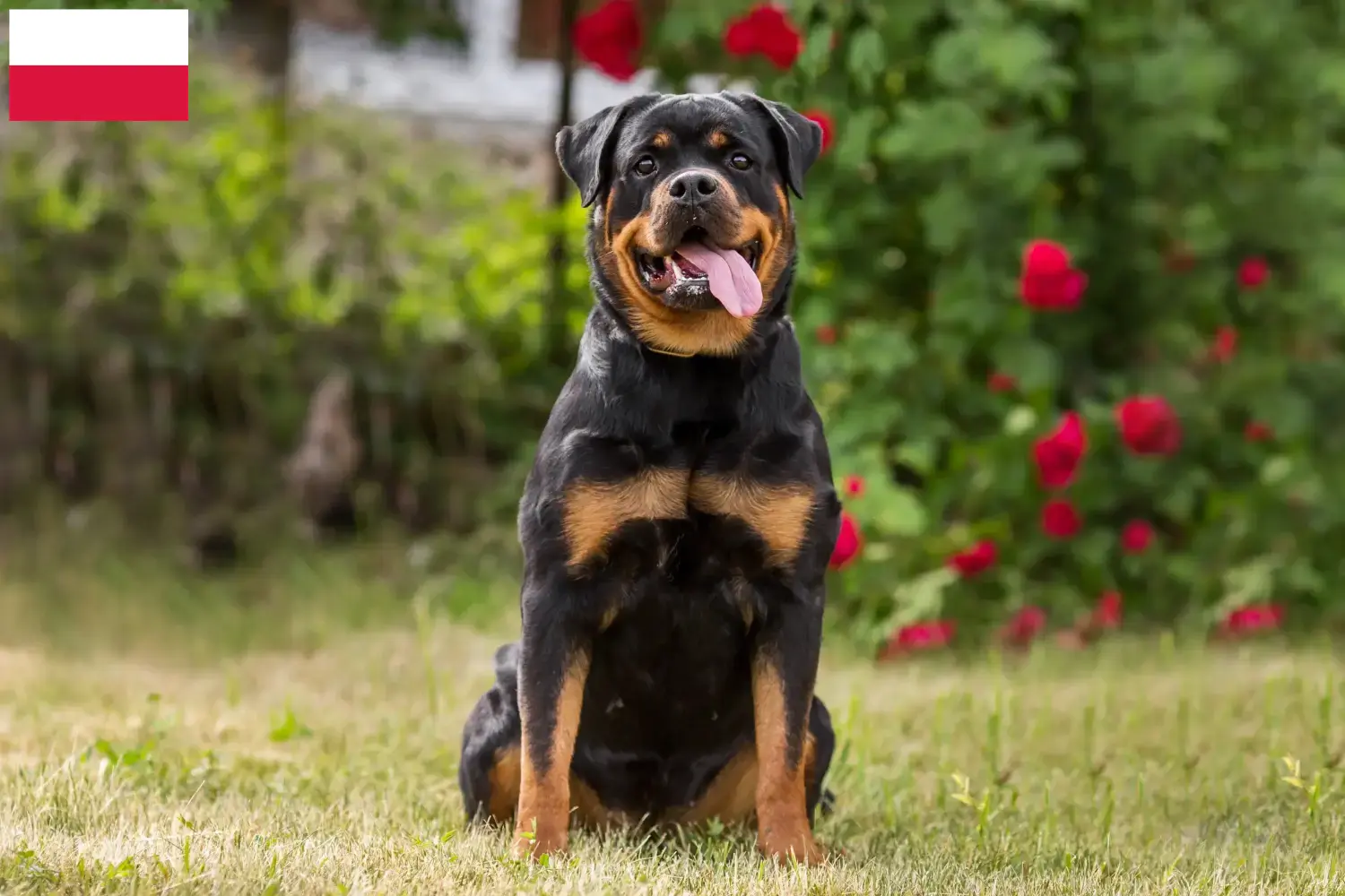 Read more about the article Polonya’da Rottweiler yetiştiricileri ve köpek yavruları