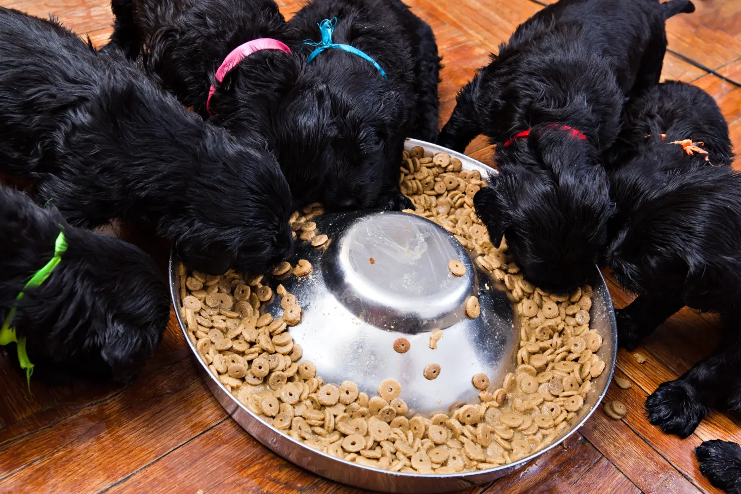 Bir Russian Black Terrier yavrusu satın almak sorumluluk almak demektir! Russian Black Terrier yavru köpek satın alın.