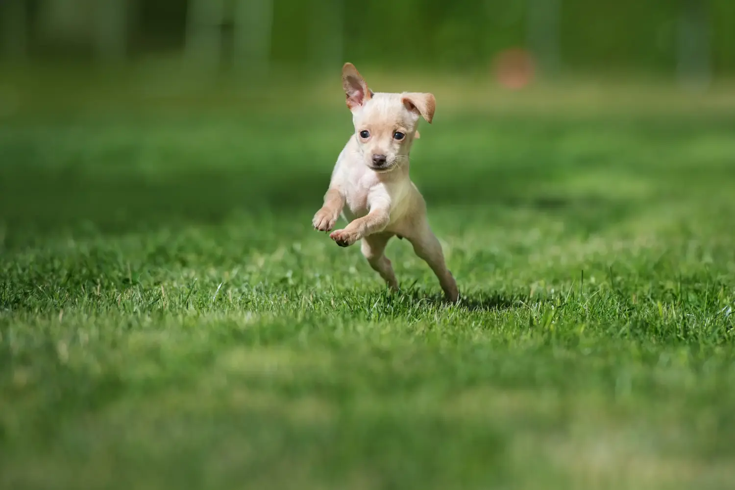 Bir Russkiy Toy yavru köpeği satın almak sorumluluk almak demektir! Russkiy Oyuncak yavru köpek satın alın.