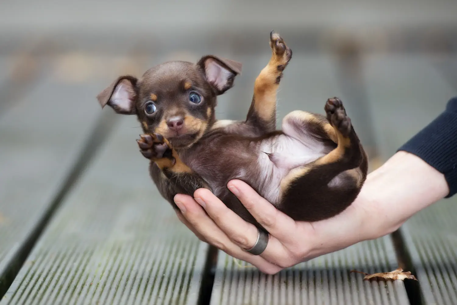 Bir Russkiy Toy yavru köpeği satın almak sorumluluk almak demektir! Russkiy Oyuncak yavru köpek satın alın.