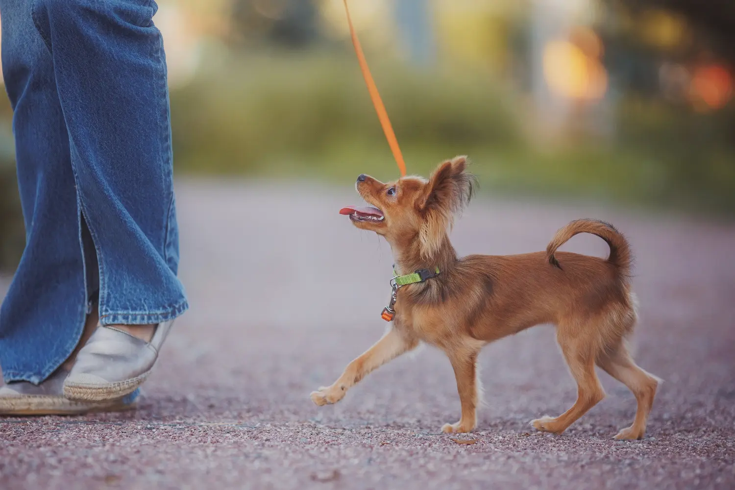 Bir Russkiy Toy yavru köpeği satın almak sorumluluk almak demektir! Russkiy Oyuncak yavru köpek satın alın.