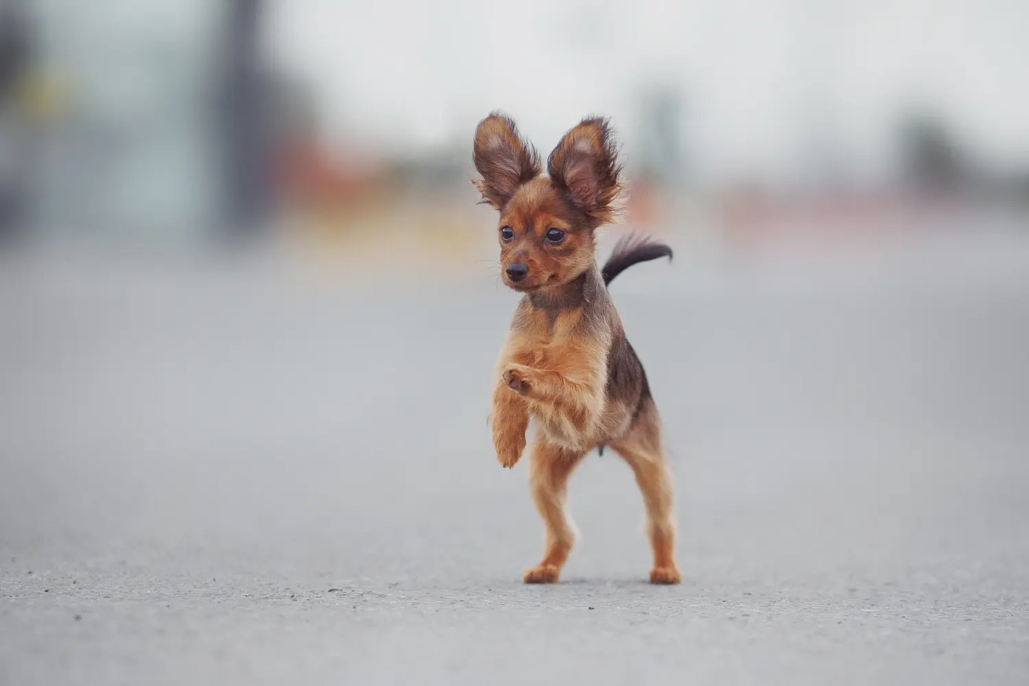 Bir Russkiy Toy yavru köpeği satın almak sorumluluk almak demektir! Russkiy Oyuncak yavru köpek satın alın.