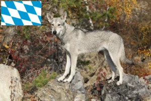 Read more about the article Bavyera’da Saarloos Kurt Köpeği yetiştiricileri ve köpek yavruları