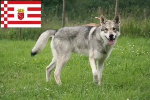 Read more about the article Bremen’de Saarloos kurt köpeği yetiştiricileri ve yavruları