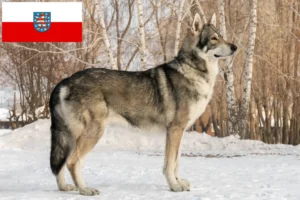 Read more about the article Thüringen’de Saarloos kurt köpeği yetiştiricileri ve köpek yavruları