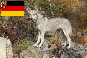 Read more about the article Rheinland-Pfalz’da Saarloos Kurt Köpeği yetiştiricileri ve köpek yavruları